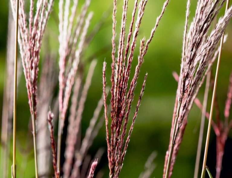 Miscanthus sinensis 'Dread Locks'